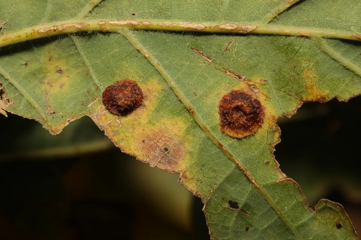 Avispa de Agalla Espanglada Común