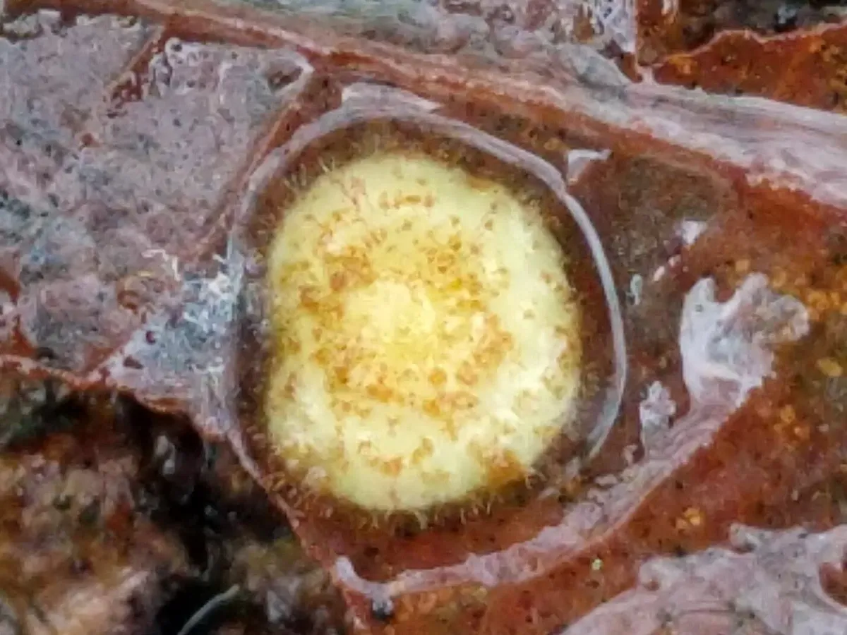 Avispa de Agalla Espanglada Común