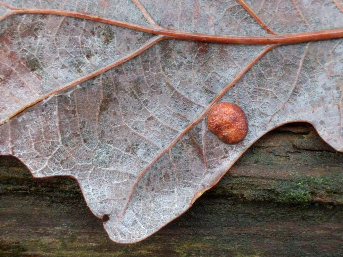 Avispa de Agalla Espanglada Común