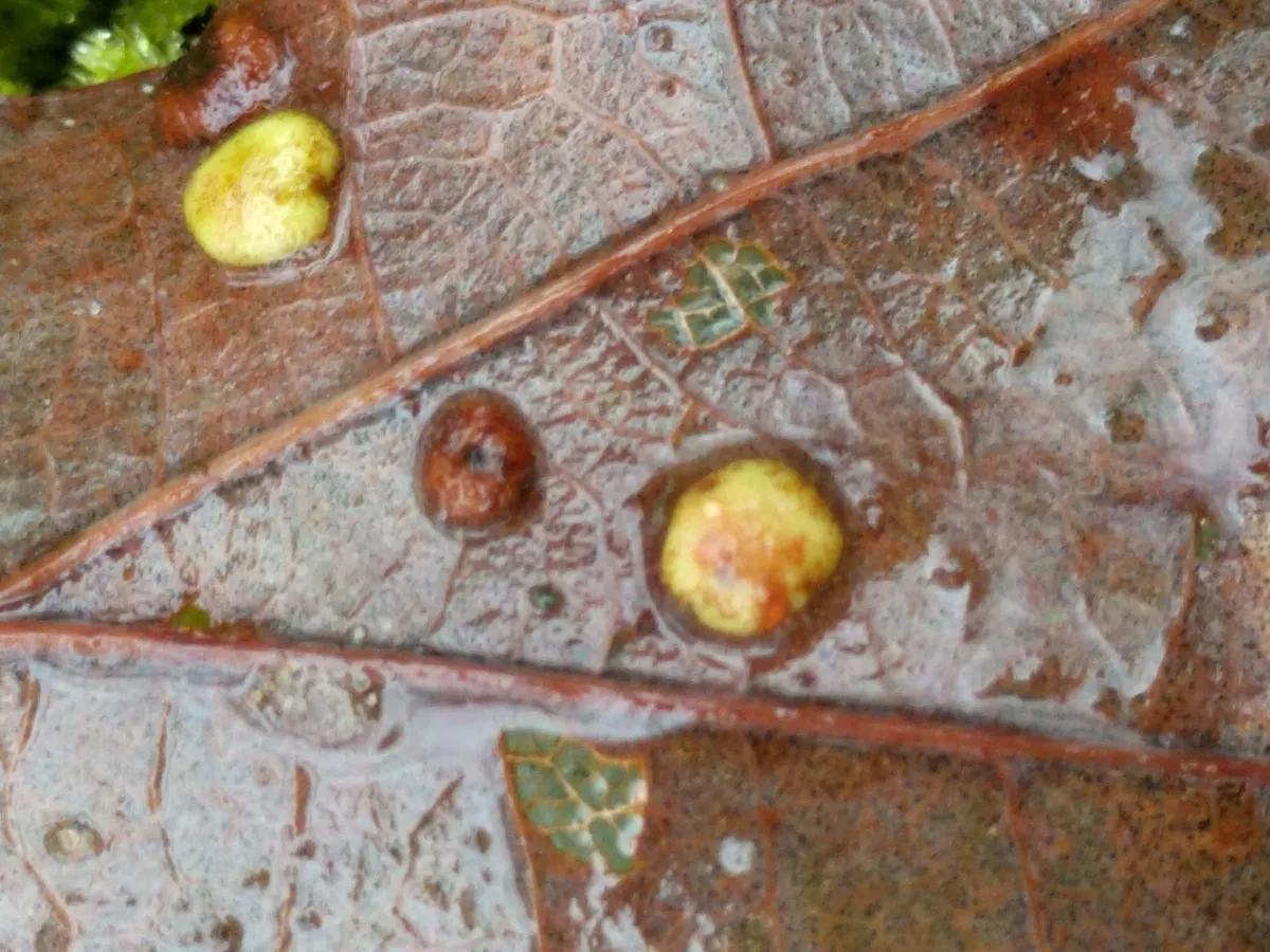 Avispa de Agalla Espanglada Común