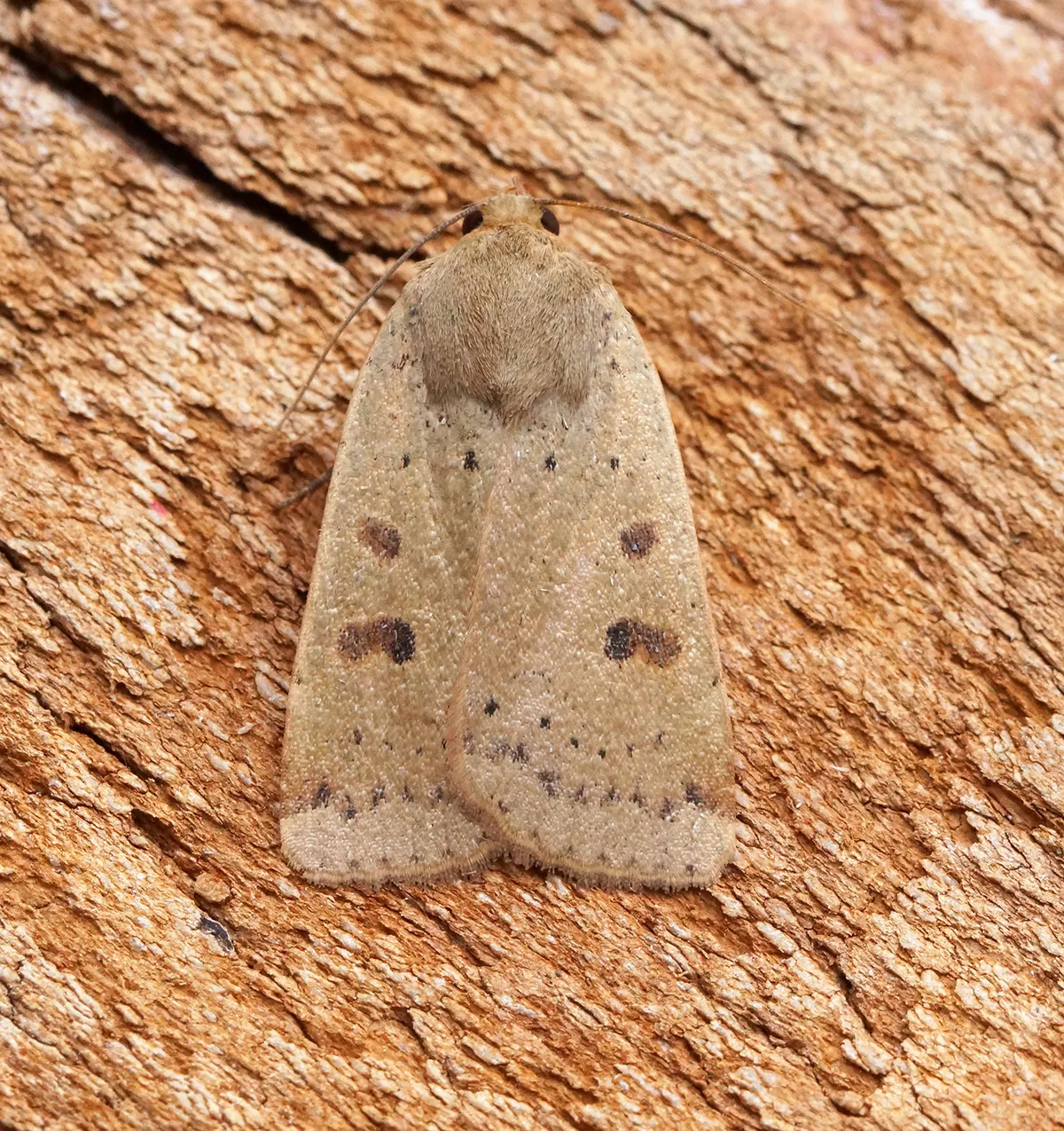 Lesser Yellow Underwing Moth