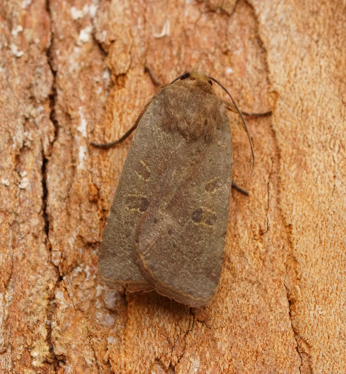 Lesser Yellow Underwing Moth