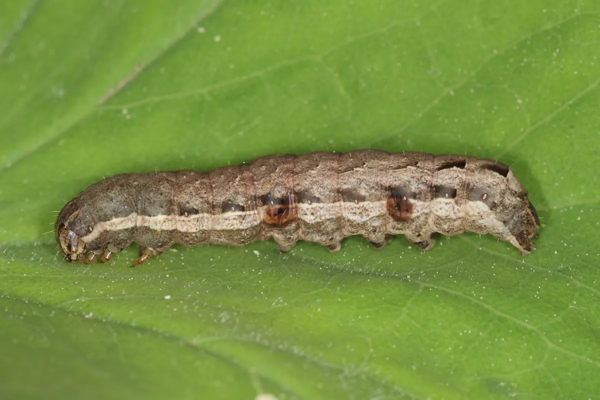 Lesser Yellow Underwing Moth