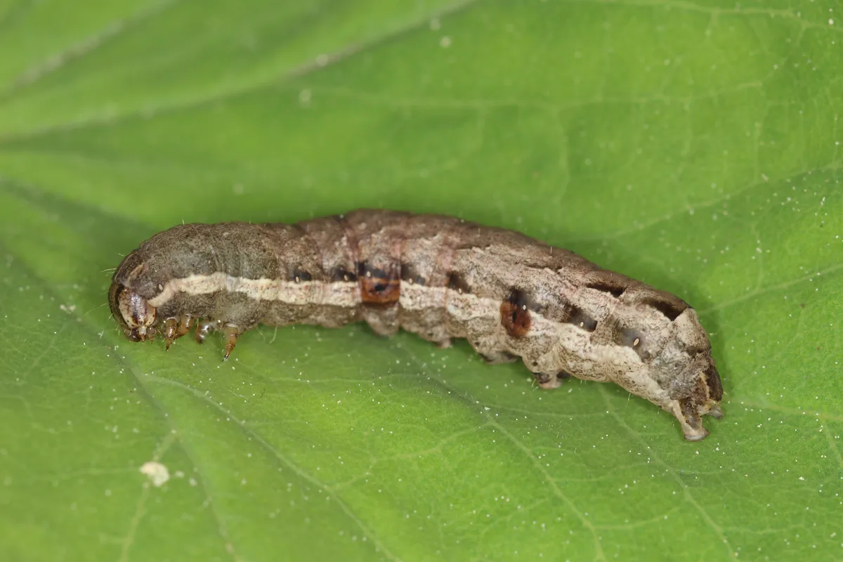 Lesser Yellow Underwing Moth