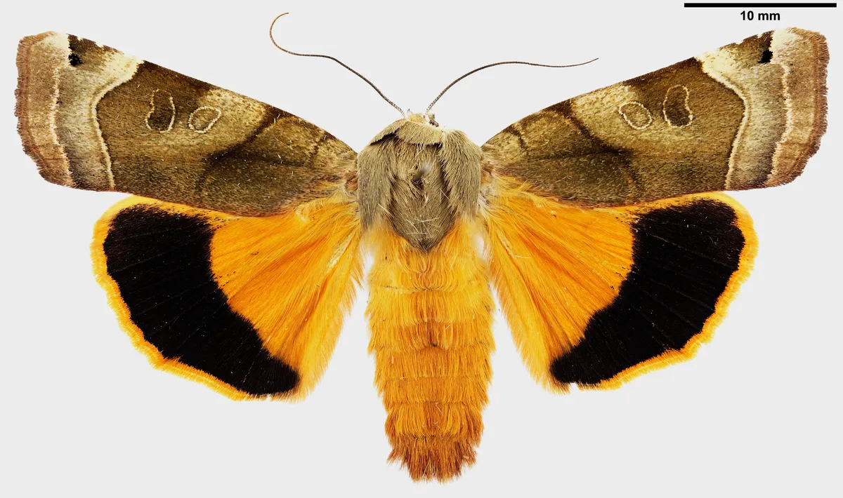 Noctua fimbriata