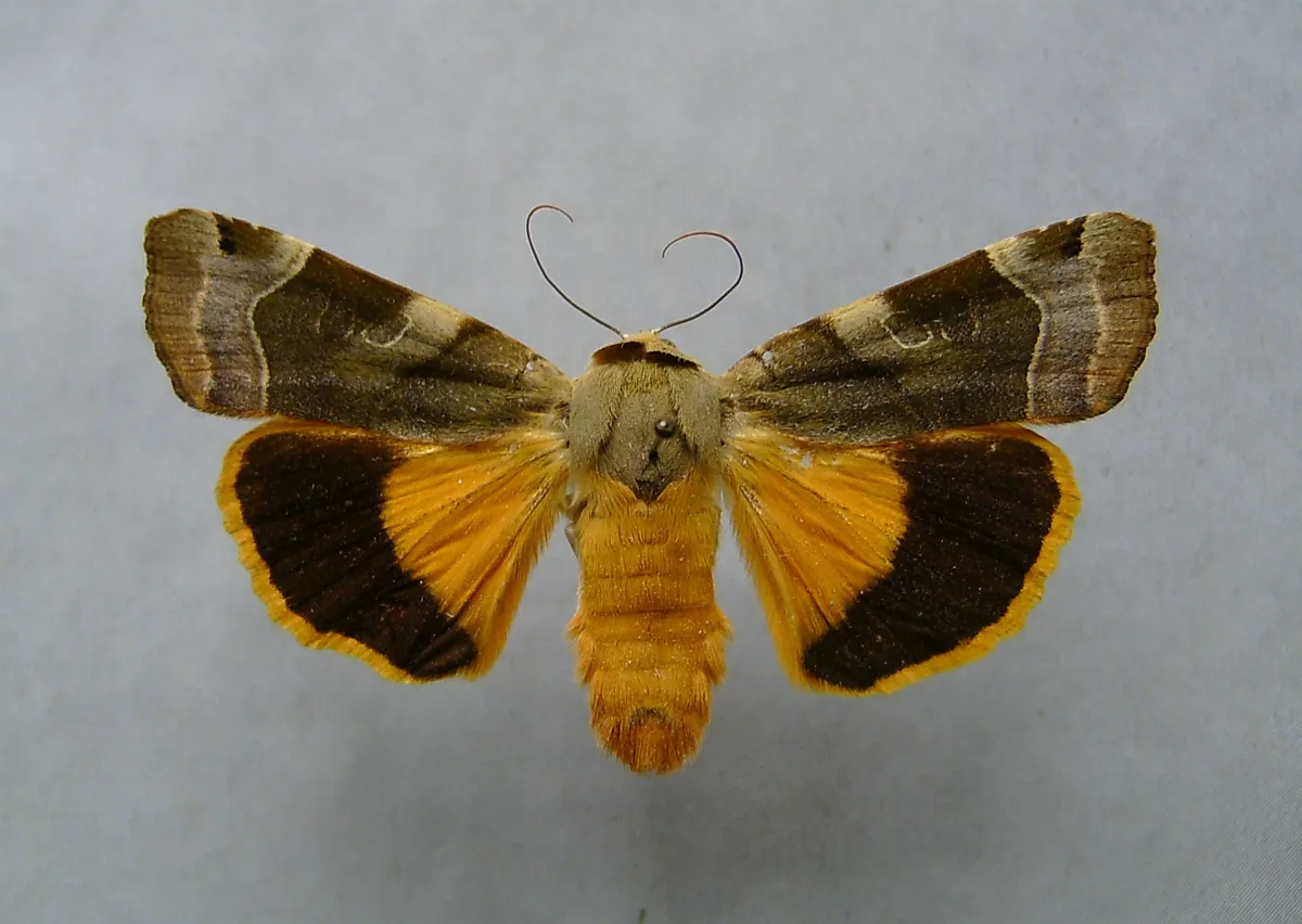 Noctuido de Borde Amarillo