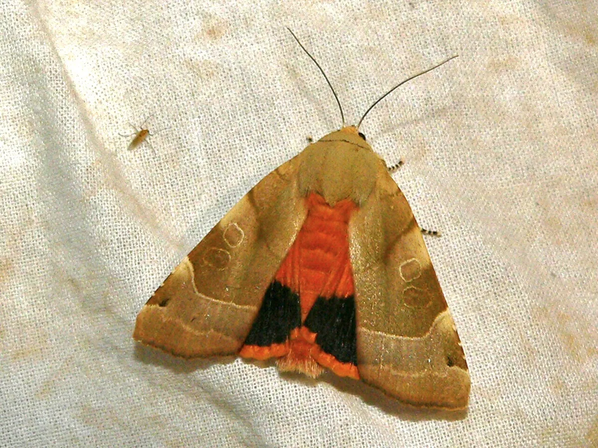 Noctuido de Borde Amarillo