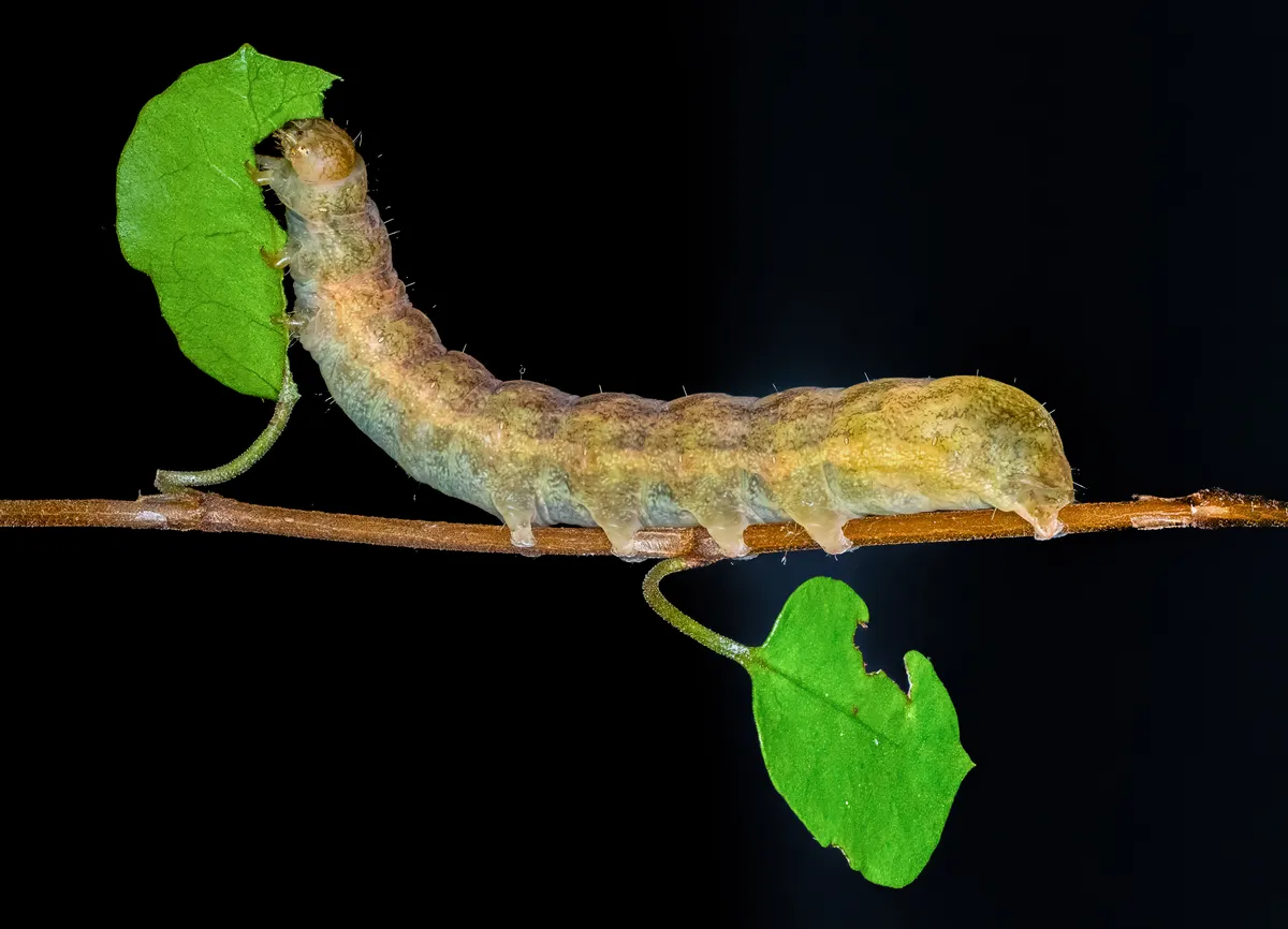 Noctuido de Borde Amarillo