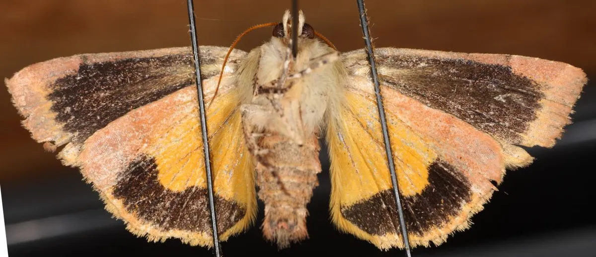 Lesser Broad Bordered Yellow Underwing