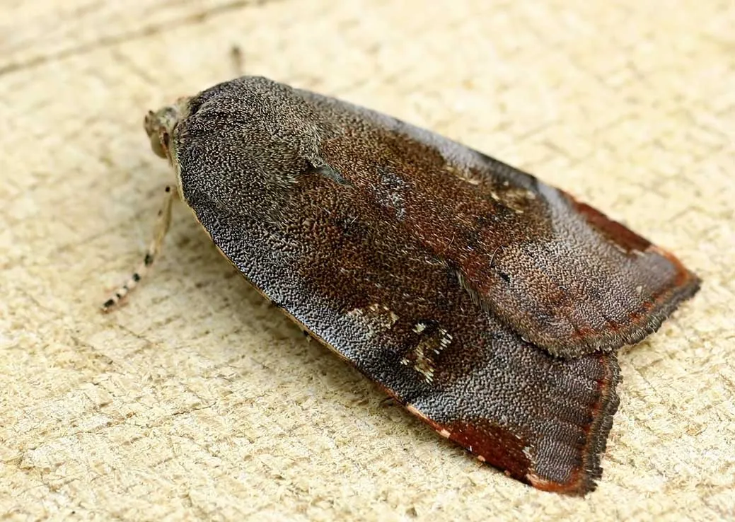 Lesser Broad Bordered Yellow Underwing