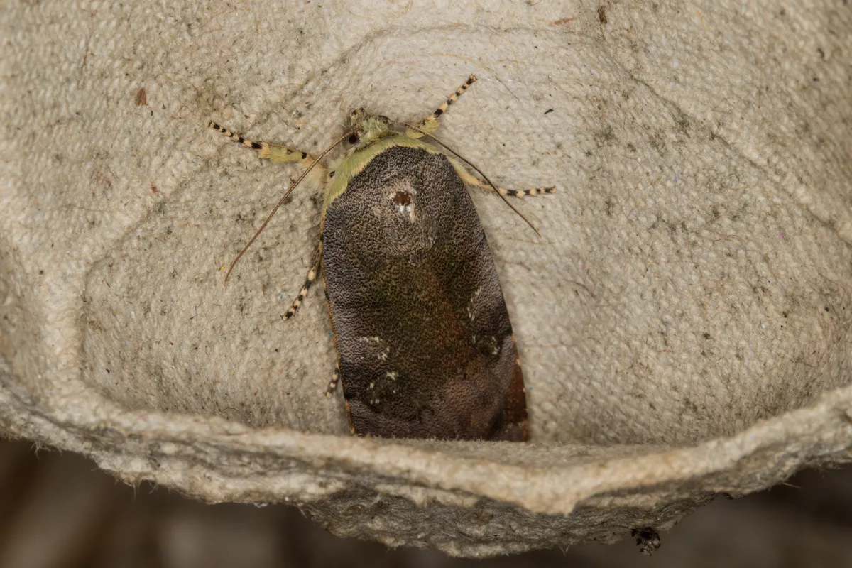 Lesser Broad Bordered Yellow Underwing