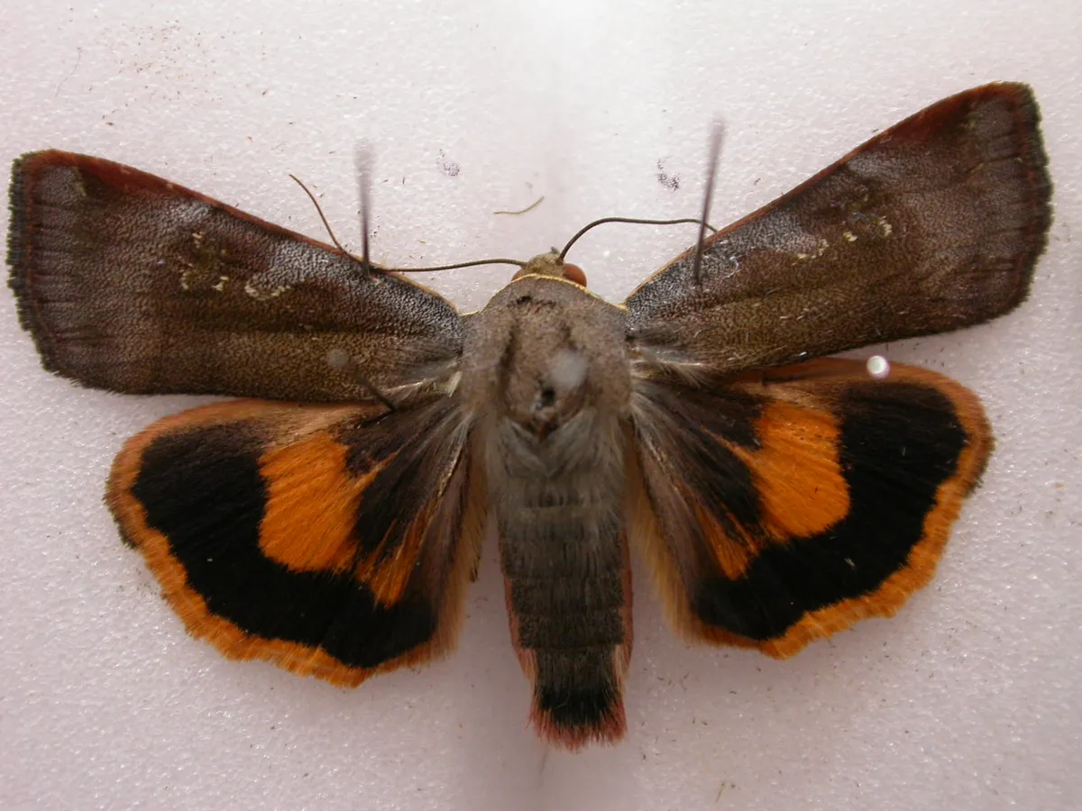 Lesser Broad Bordered Yellow Underwing