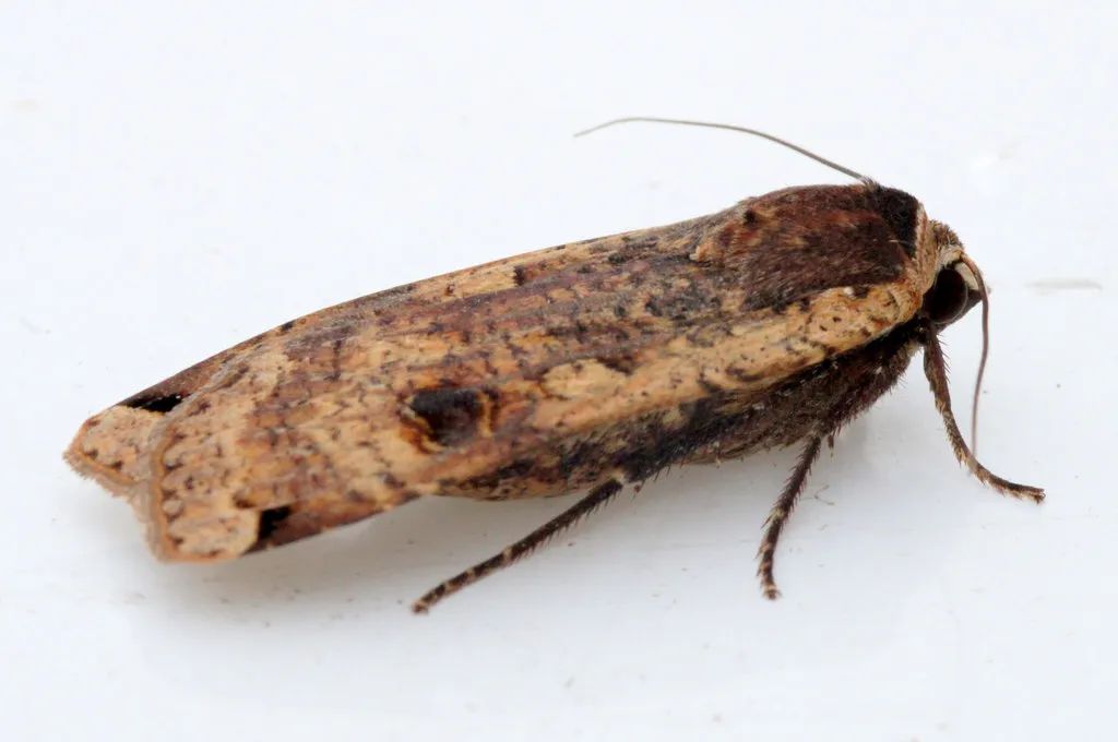 European yellow underwing moth