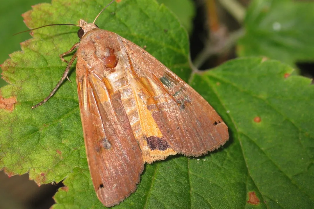 European yellow underwing moth