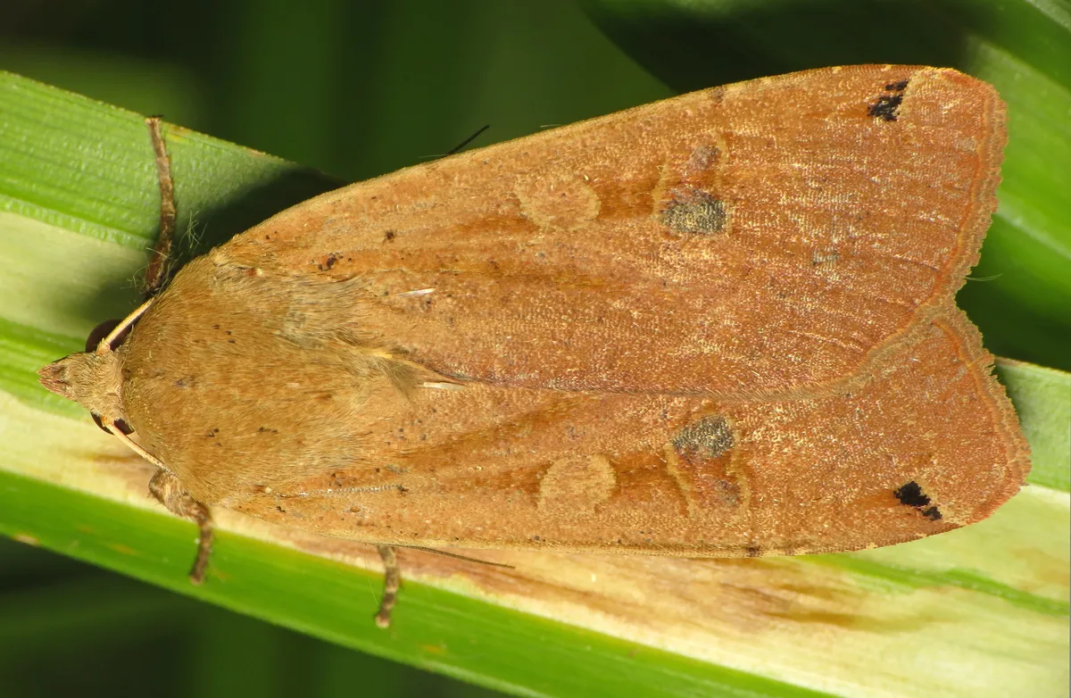 European yellow underwing moth