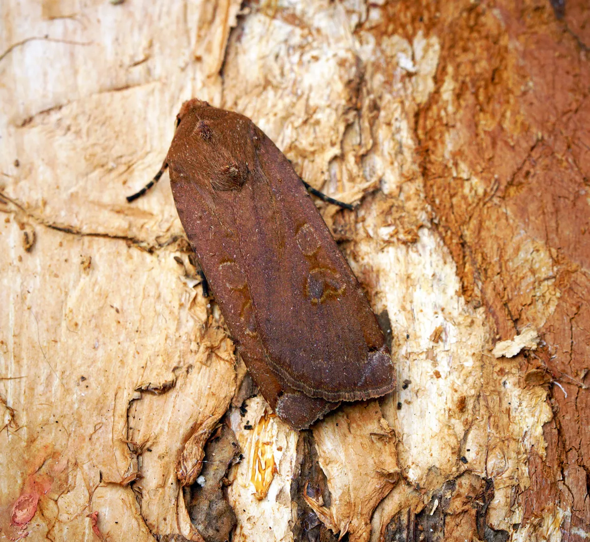 European yellow underwing moth