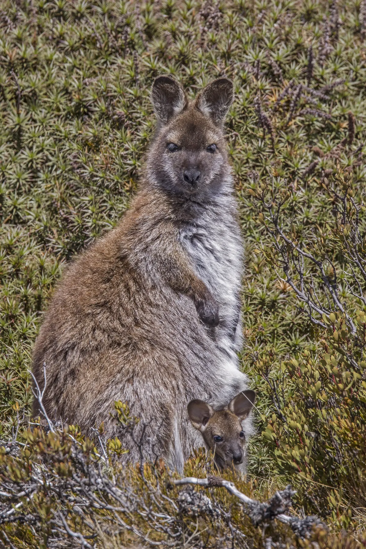 Notamacropus rufogriseus