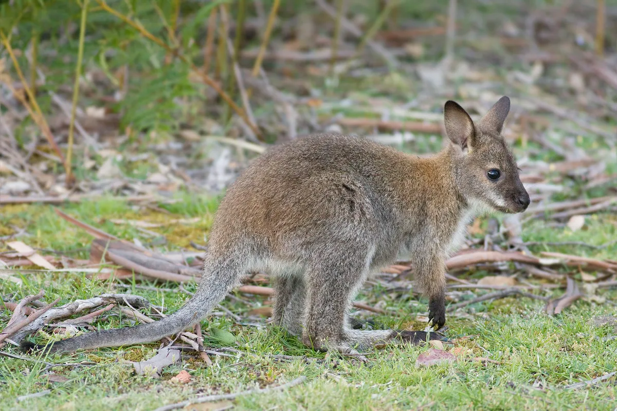 Wallaby de Cuello Rojo