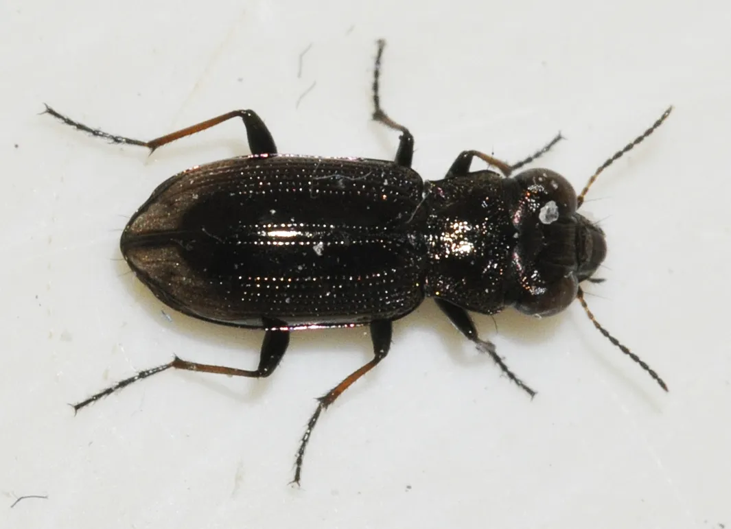 Notiophilus biguttatus