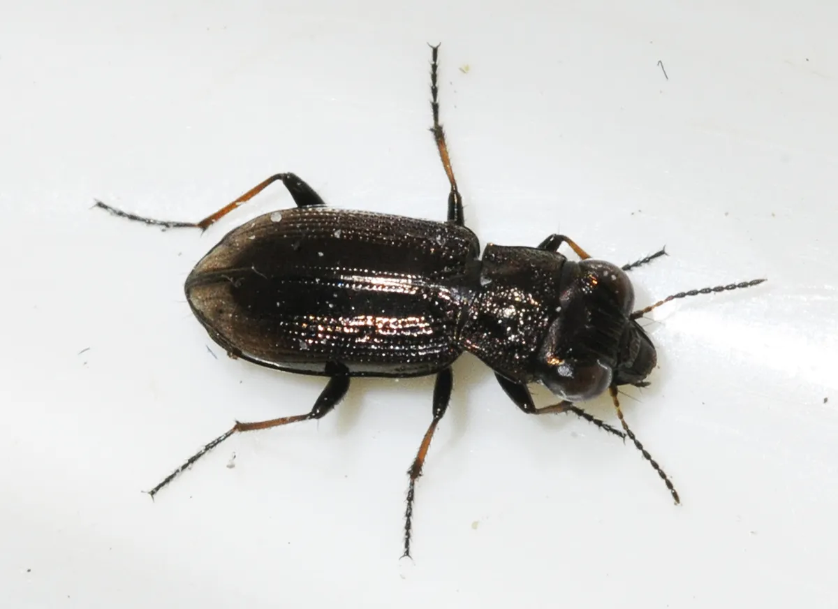 Spotted Gazelle Beetle