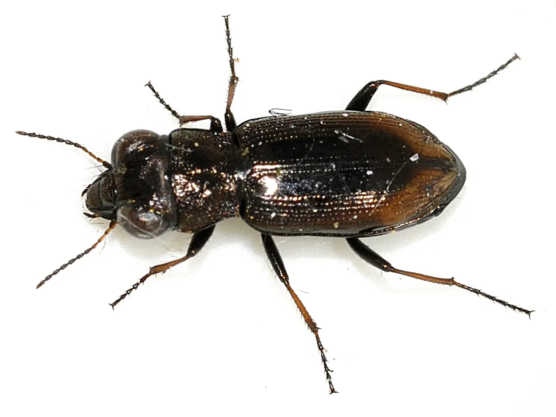 Spotted Gazelle Beetle