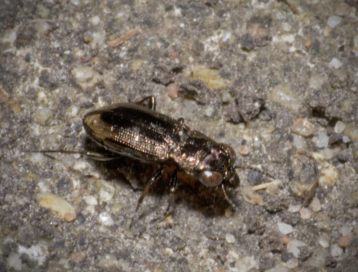 Spotted Gazelle Beetle