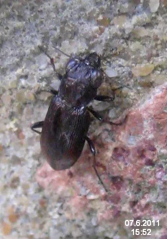 Spotted Gazelle Beetle