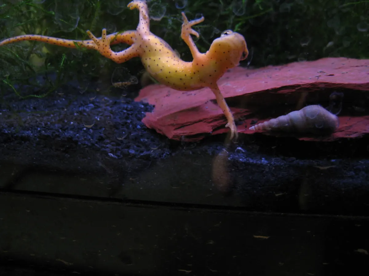 Tritón verde oriental