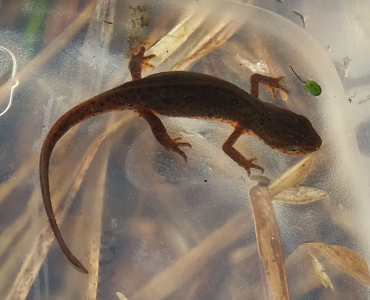 Tritón verde oriental