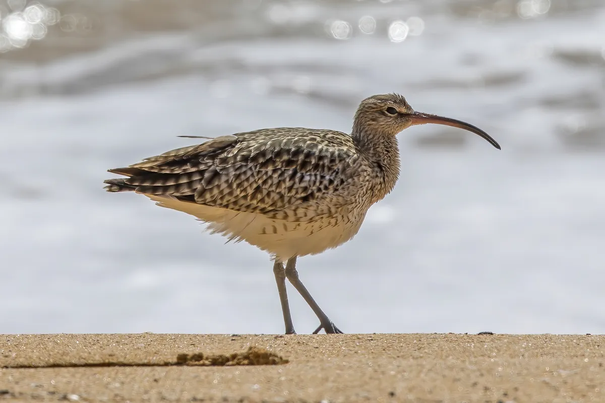 Whimbrel