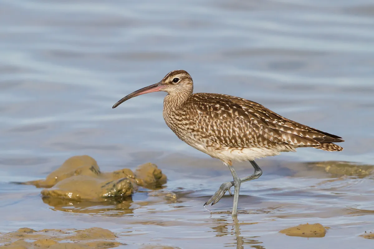 Whimbrel