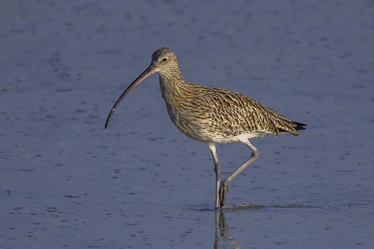 Whimbrel