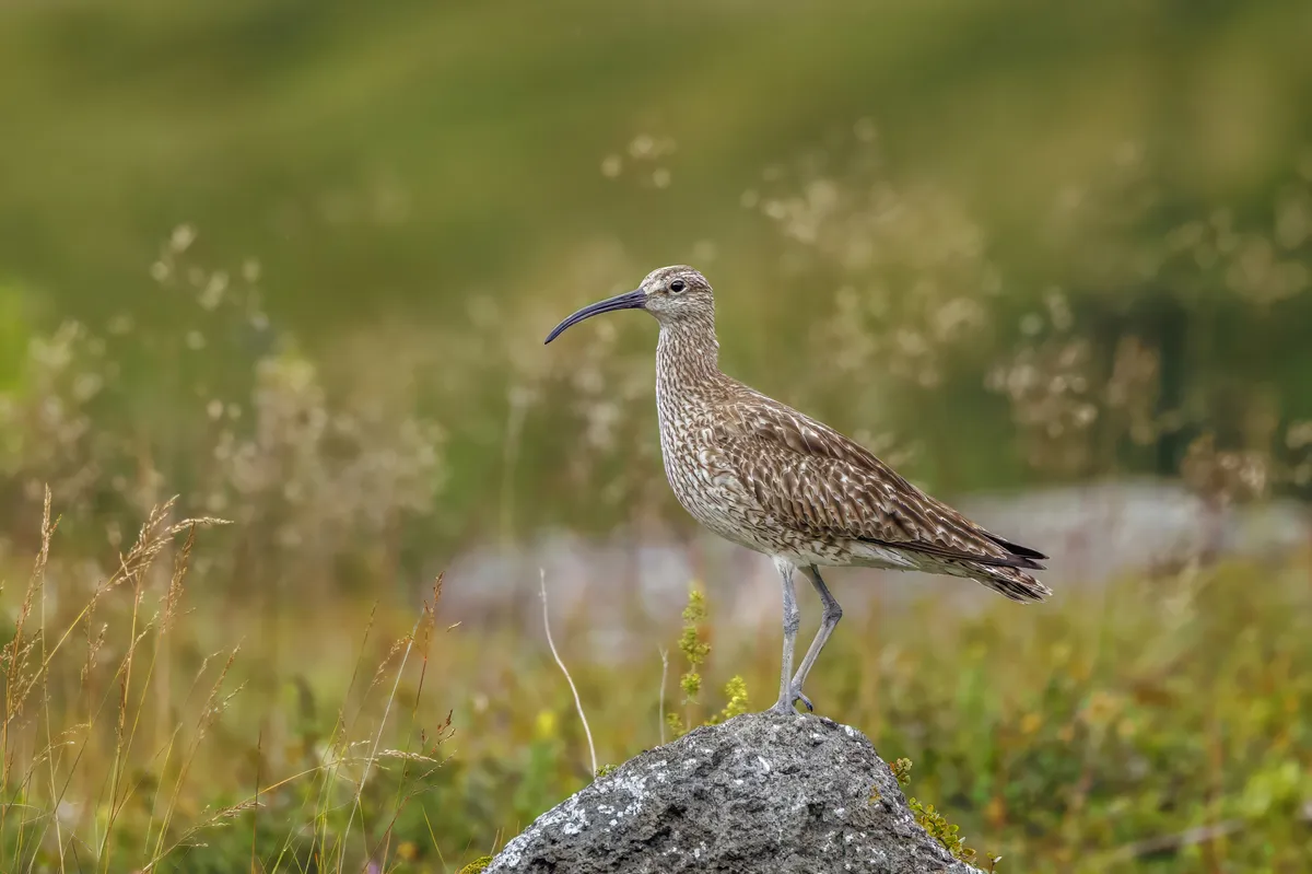 Whimbrel