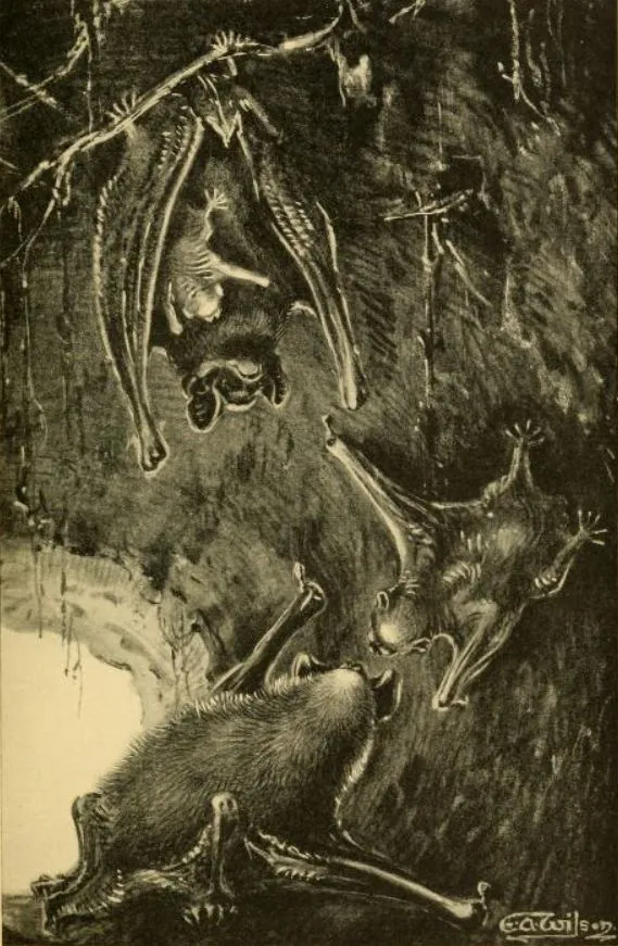 Murciélago Nocturno