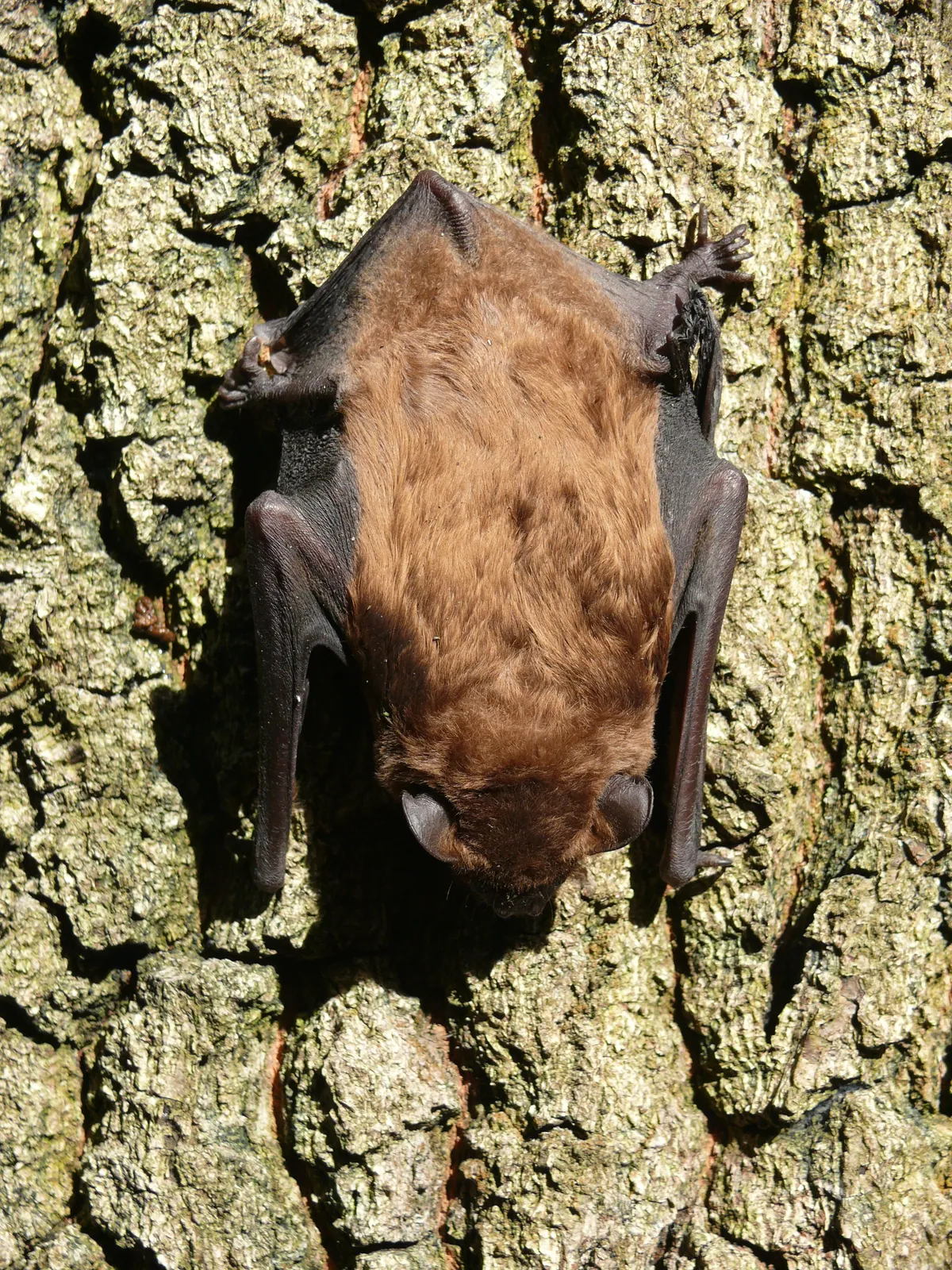 Murciélago Nocturno