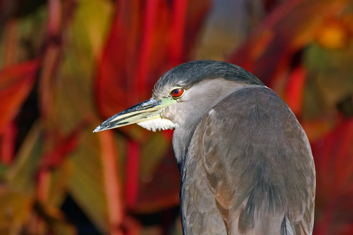Nycticorax nycticorax