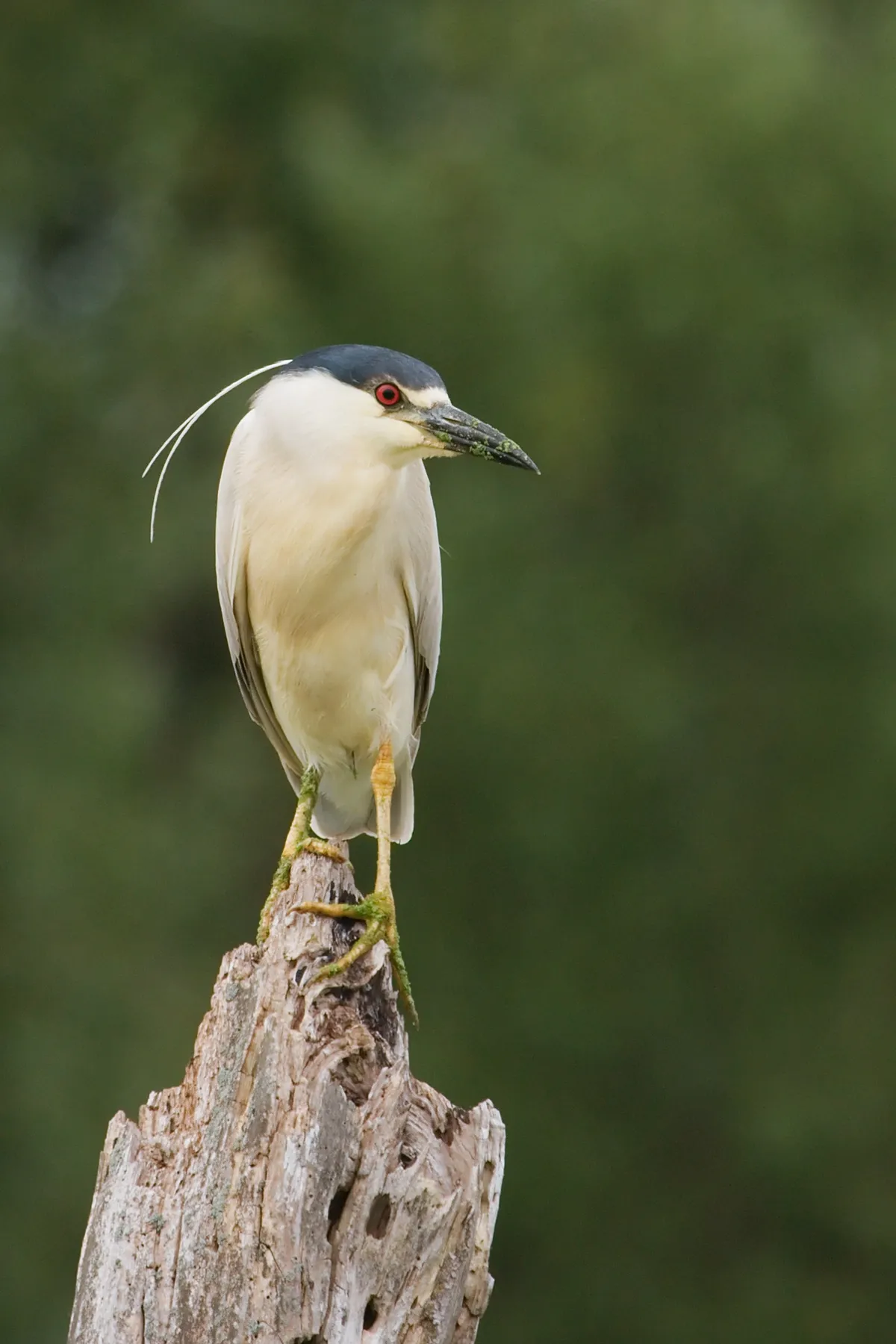 Black-crowned Night-Heron