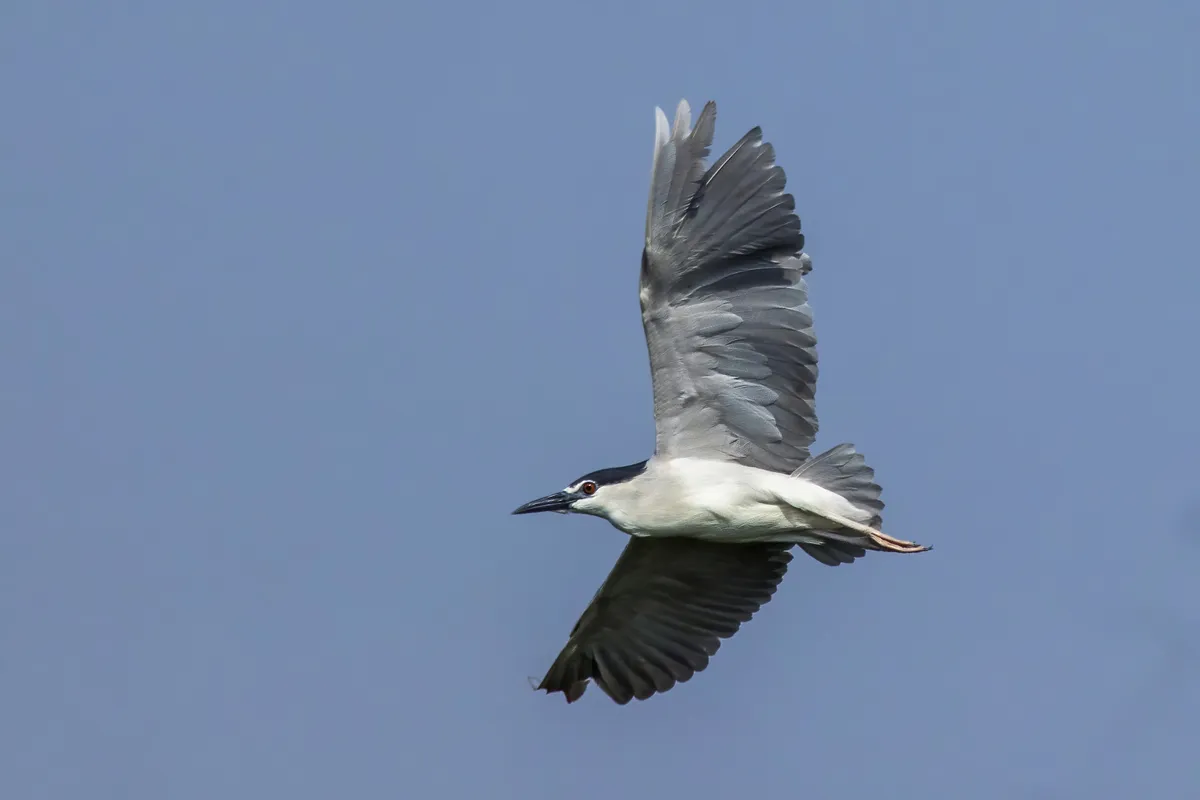 Black-crowned Night-Heron