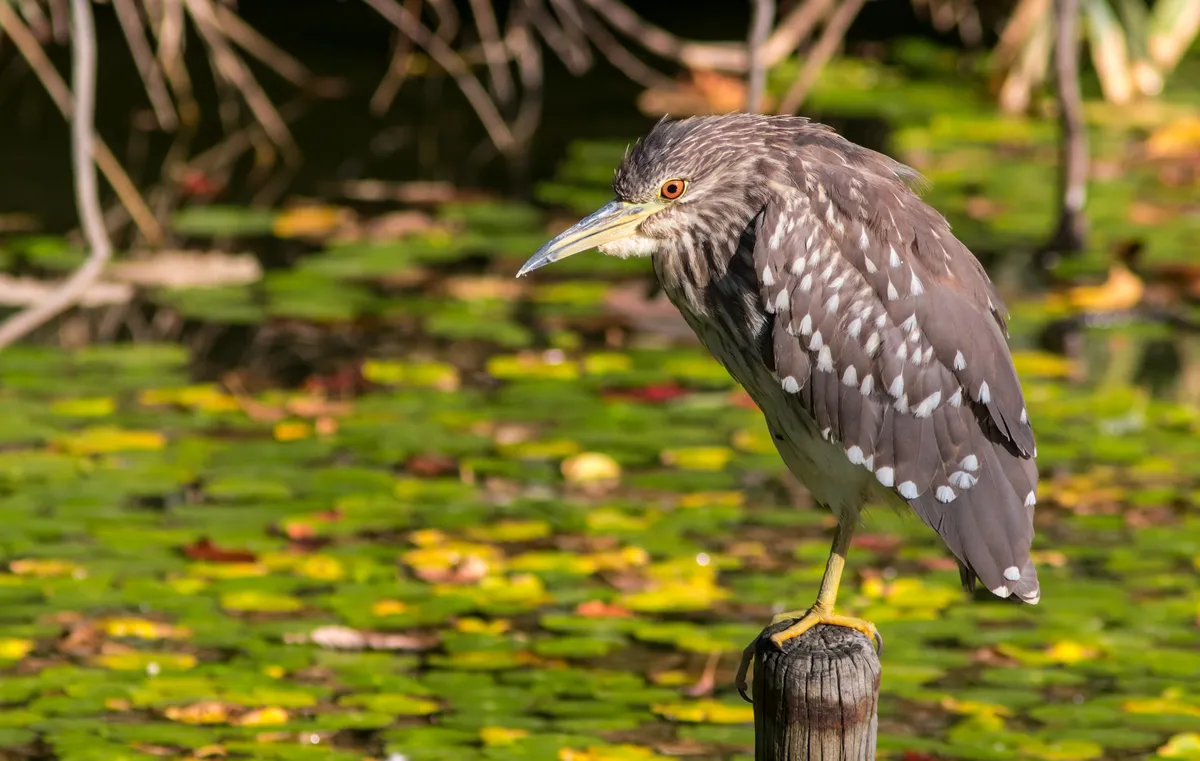 Black-crowned Night-Heron