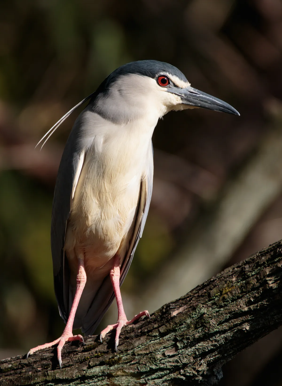 Black-crowned Night-Heron