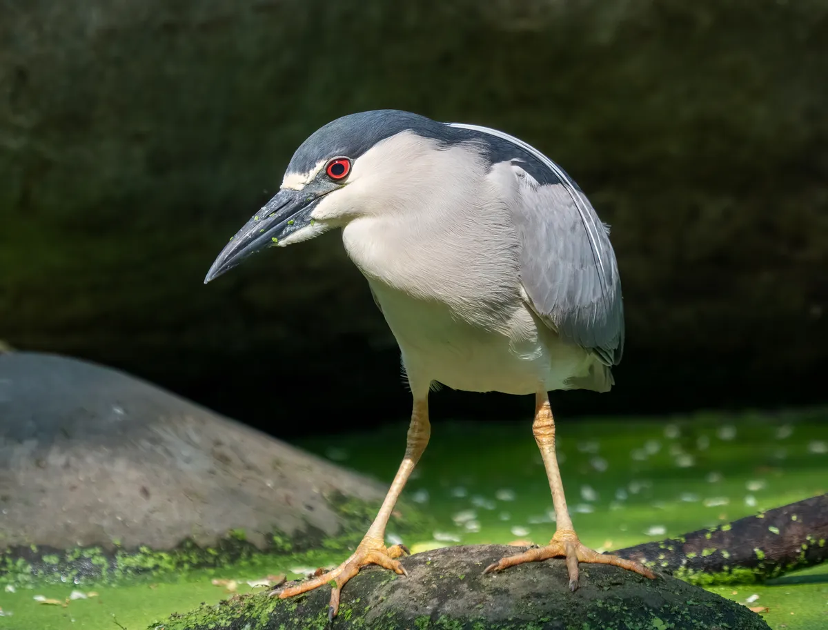 Black-crowned Night-Heron