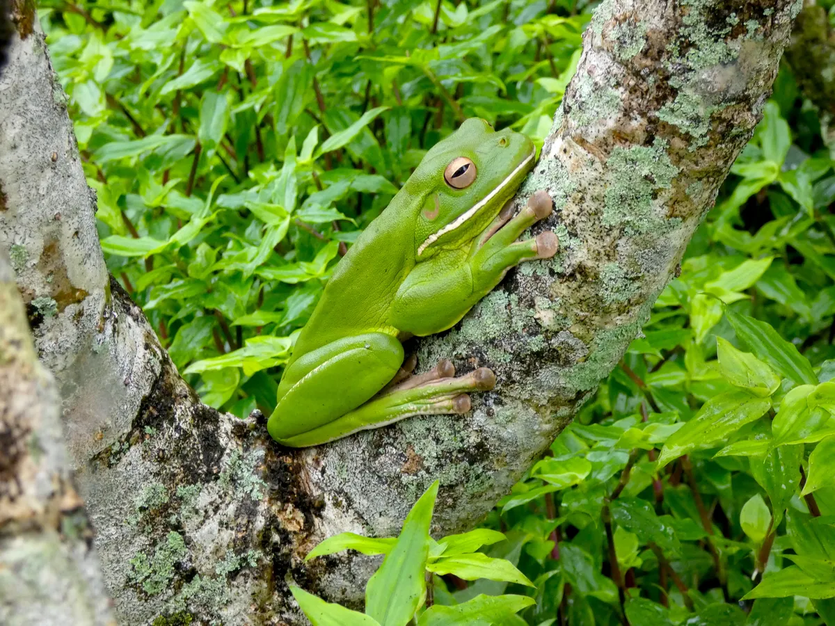 Rana de Labios Blancos