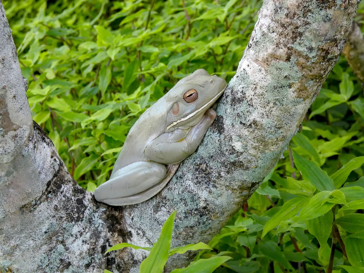 Rana de Labios Blancos