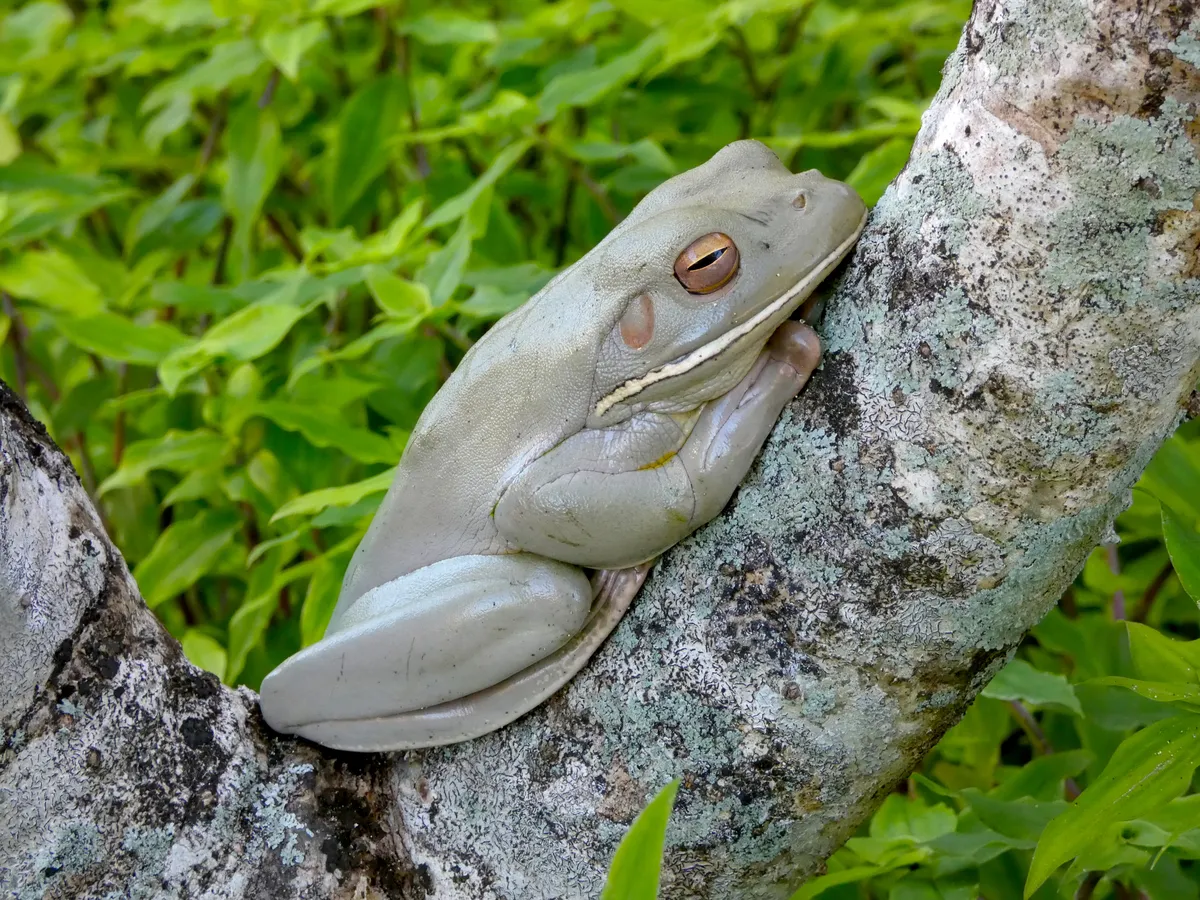 Rana de Labios Blancos