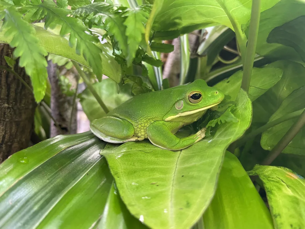 Rana de Labios Blancos