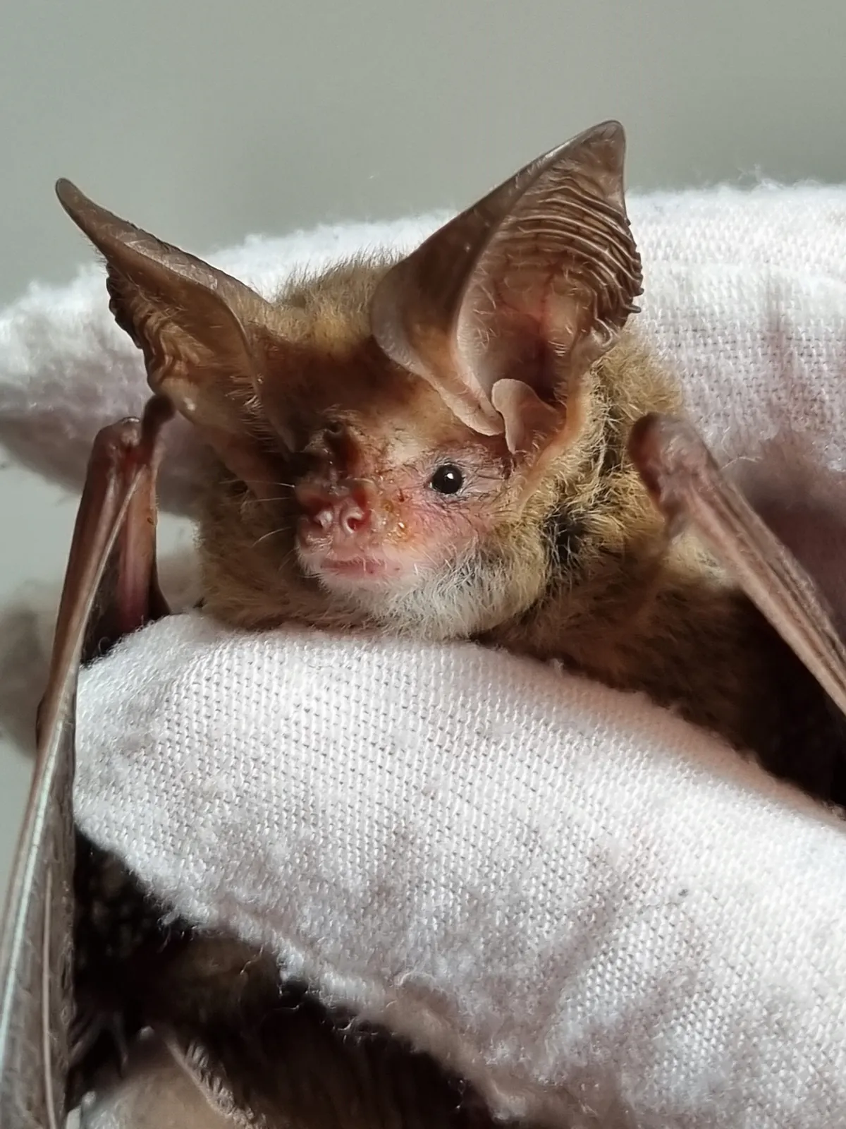 Murciélago Orejilargo Menor