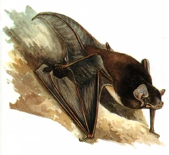 Gould's Long-eared Bat