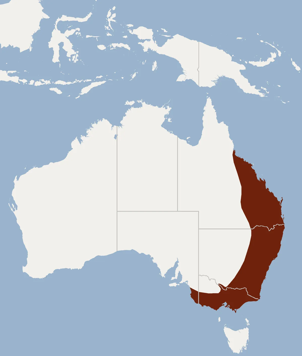 Gould's Long-eared Bat