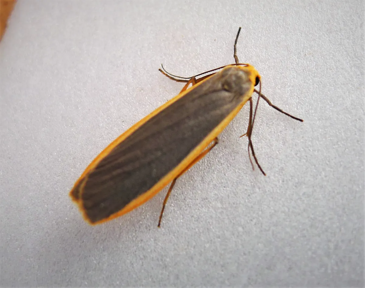 Common Footman