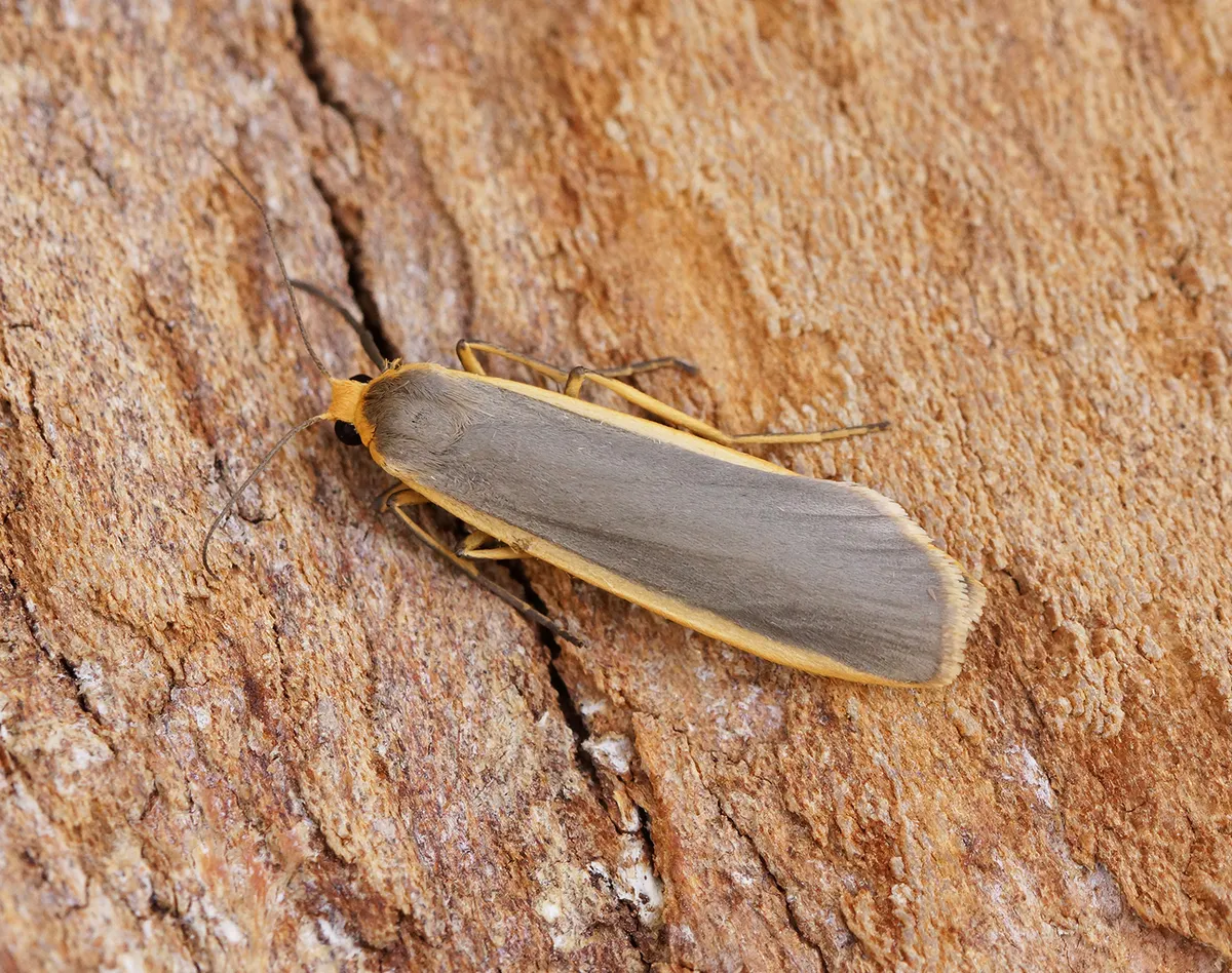 Common Footman